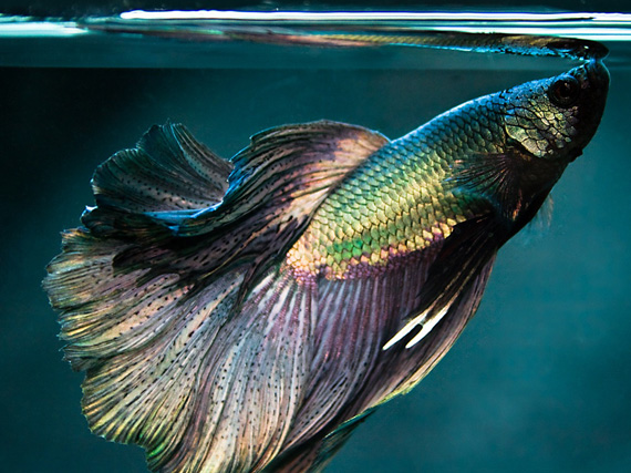 ‘Betta splendens’: el Luchador de Siam